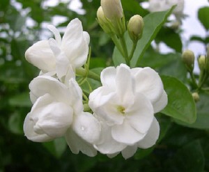 茉莉花的养殖方法