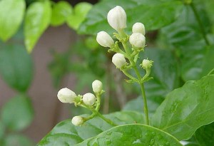 茉莉花的养殖方法和注意事项