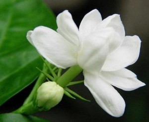 茉莉花怎么养